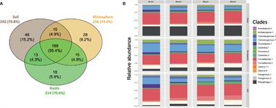 Similar Arbuscular Mycorrhizal Fungal Communities in 31 Durum Wheat Cultivars (Triticum turgidum L. var. durum) Under Field Conditions in Eastern Canada